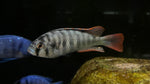 Crimson Tide Cichlid (Astatotilapia latifasciata)