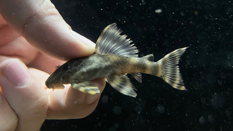 L-398 Tankei Tiger Pleco (Panaqolus tankei)