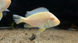Albino Red Head Tapajos (Geophagus pyrocephalus)