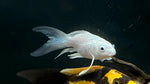 Platinum Shortbody Butterfly Koi (Cyprinus rubrofuscus) - Small