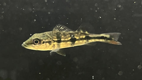 Azul Peacock Bass (Cichla piquiti) - Small