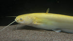 Xanthic Chinese Wels Catfish (Silurus asotus) - WYSIWYG (Cargo Only)
