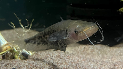 Striped Wallago Catfish (Wallagonia leerii)