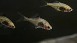 Rosy Bitterling (Rhodeus ocellatus)