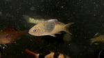 Black Ink Barb (Barbodes bunau) - RARE