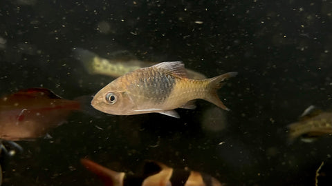 Black Ink Barb (Barbodes bunau) - RARE
