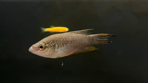 Black Paradise Fish (Macropodus spechti)