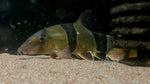Clown Loach (Chromobotia macracantha) - Jumbo