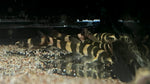 Redtail Sand Loach (kapuasia maculiceps)