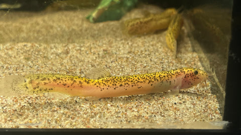 Mojo Dojo / Large Scale Loach (Misgurnus dabryanus) - RARE