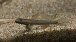 Yellow Lip Goby (Rhinogobius sp. guangxi)