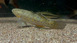 Viator Gudgeon (Giuris viator)