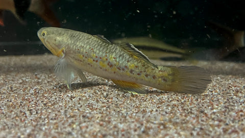 Viator Gudgeon (Giuris viator)