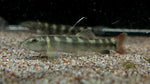 Redtail Tiger Loach (Schistura macrotaenia)