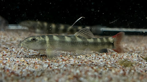 Redtail Tiger Loach (Schistura macrotaenia)