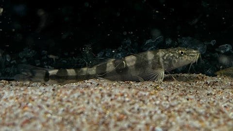 Tiger Loach (Schistura macrotaenia)