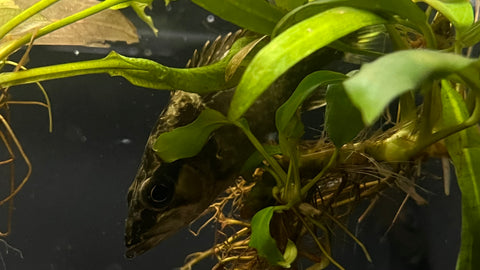 Barred Leafy Chinese Perch (Siniperca ulandata)
