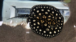 Black Diamond Hybrid Stingray (Potamotrygon Leopoldi) - Female T64 WYSIWYG (Cargo ONLY)