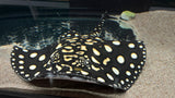 Black Diamond Hybrid Stingray (Potamotrygon Leopoldi) - Female T64 WYSIWYG (Cargo ONLY)