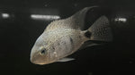 Silver Cichlid (Vieja Argentea) - Medium