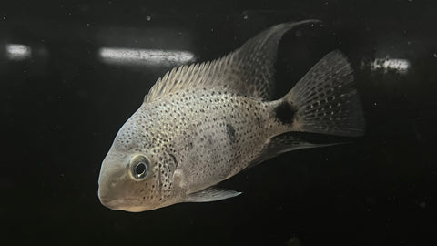 Silver Cichlid (Vieja Argentea) - Medium