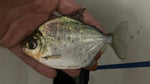 Rooseveelti Silver Dollar (Metynnis roosevelti)