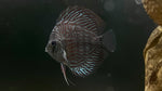 Tiger Turquoise Discus (Symphysodon sp.) - Medium