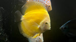 Yellow Cover Discus (Symphysodon sp.) - Medium