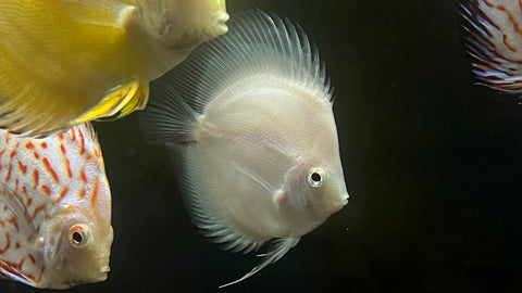 Snow White Discus (Symphysodon sp.)