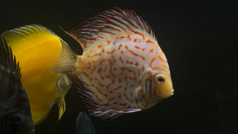 Red Checkerboard Discus (Symphysodon sp.) - Medium