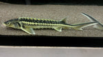 White Diamond Sturgeon (Acipenser gueldenstaedtii var. "White Diamond") - Large