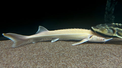 Albino Sterlet Sturgeon (Acipenser Ruthenus) -  Large (Cargo Only)