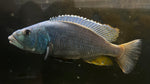 Malawi Hawk (Aristochromis christyi) - Proven Breeding Pair