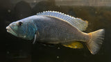 Malawi Hawk (Aristochromis christyi) - Proven Breeding Pair