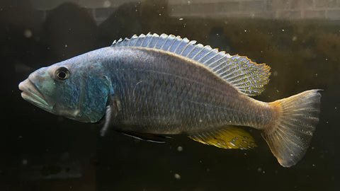 Malawi Hawk (Aristochromis christyi) - Proven Breeding Pair