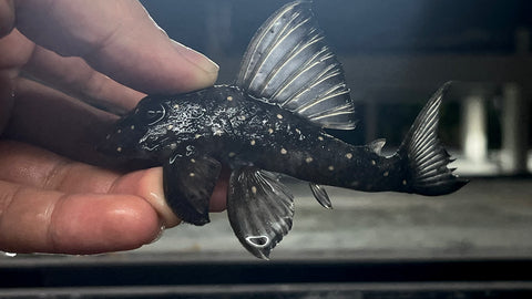 L-102 True Inspector Pleco (Hypancistrus inspector)