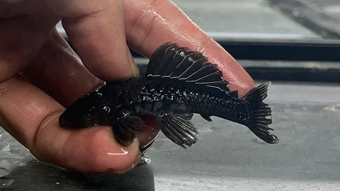 L-56 Chubby Pleco (Parancistrus aurantiacus)