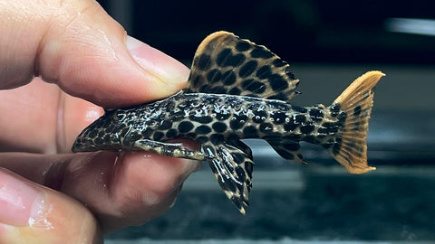 L-114 Redtail Sternella Pleco (Pseudocanthicus leopardus) - Small