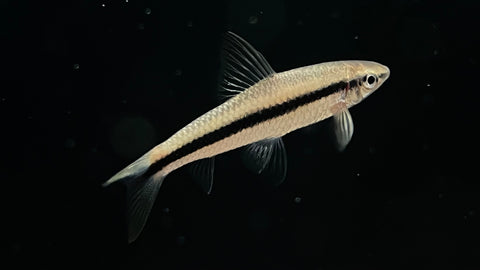 Siamese Algae Eater (Crossocheilus oblongus) - Medium