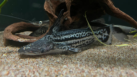 Orinoco Dolphin Cat (Ageneiosus magoi)