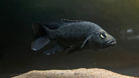 Starry Night Cichlid (Paratilapia polleni) - WYSIWYG