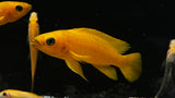 Leleupi (Neolamprologus leleupi)