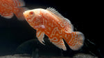 Nemo Tiger Oscar (Astronotus ocellatus)