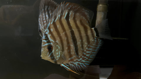 Hybrid Heckel Discus (Symphysodon sp.) - Captive Bred