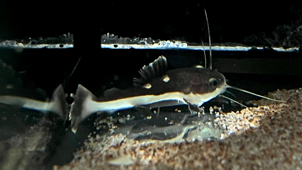 Redtail Catfish (Phractocephalus hemioliopterus) - Small – The ...