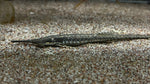 Farlowella / Twig Catfish (Farlowella acus) - Large