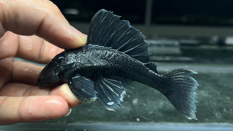 L-239 Blue Panaque Pleco (Baryancistrus beggini)