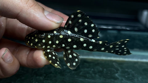 L-201 Snowball Pleco (Hypancistrus sp.)
