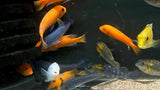 Assorted Mbuna Cichlid