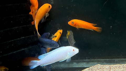 Assorted Mbuna Cichlid